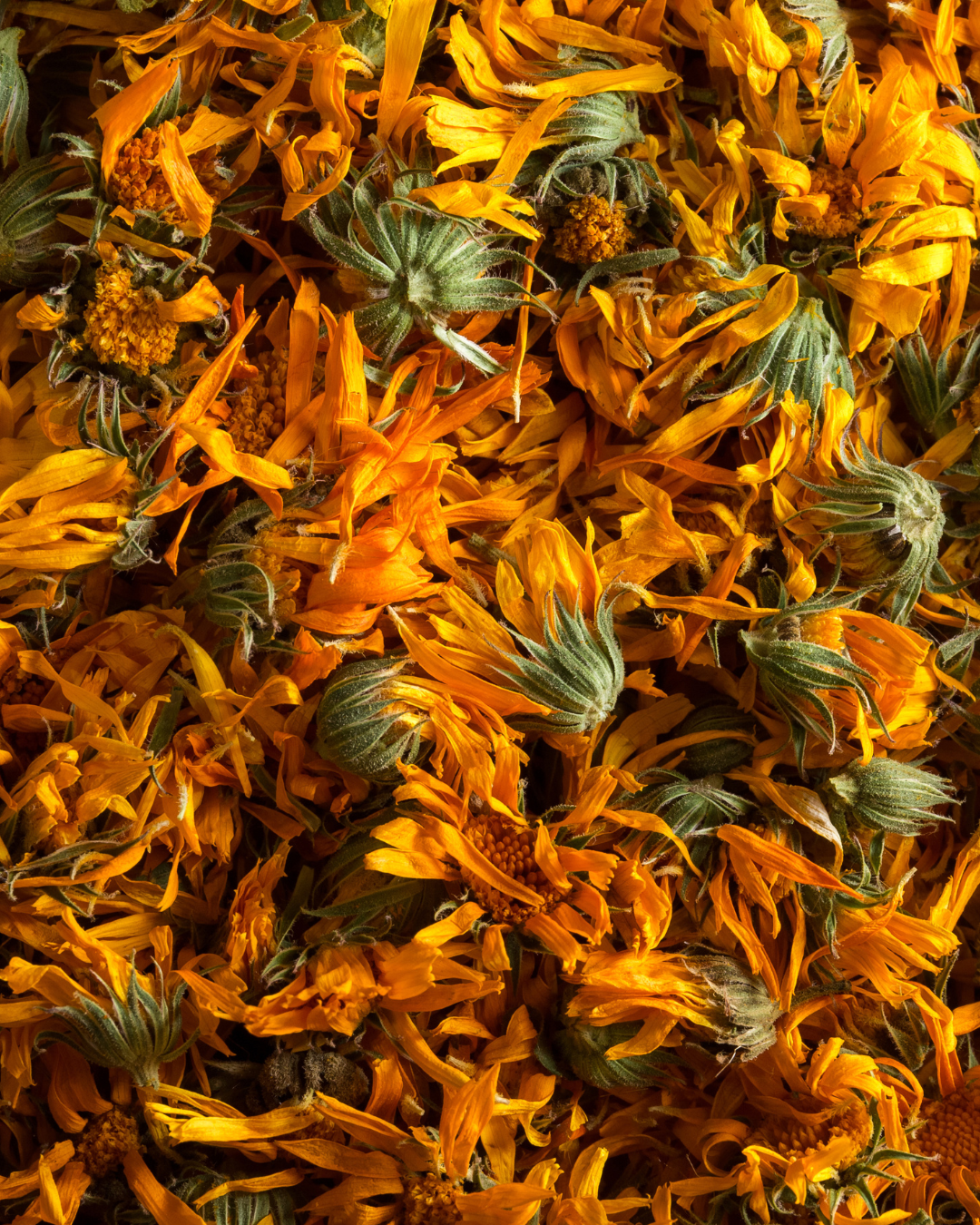Calendula