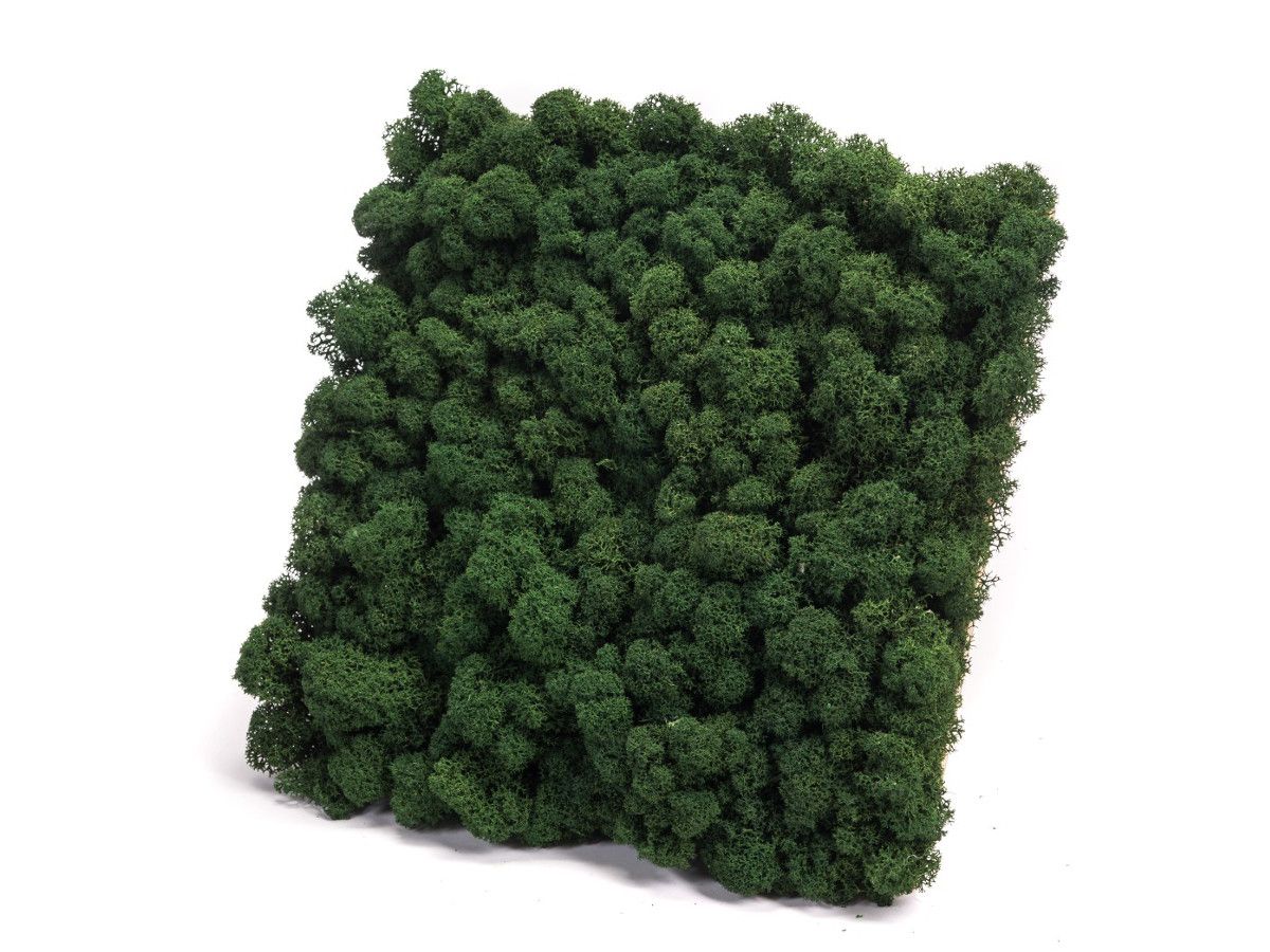 Panel z Mchu Reniferowego/ Mchu Chrobotka 50x50cm Ciemnozielony