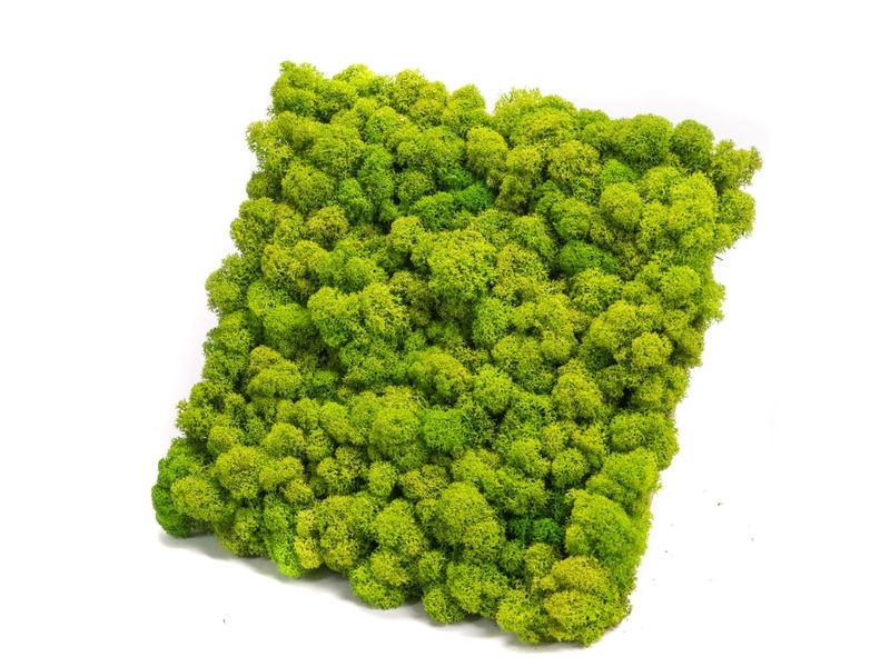 Panel z Mchu Reniferowego/ Mchu Chrobotka 50x50cm Jasnozielony