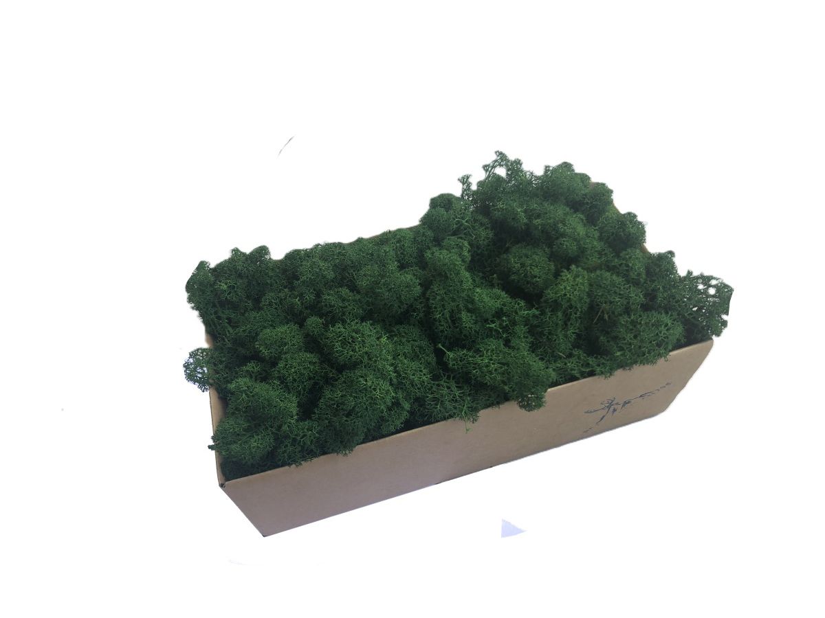 Mech Reniferowy Oczyszczony PREMIUM 500g - Mech Chrobotek Ciemnozielony