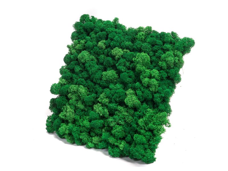 Panel z Mchu Reniferowego/ Mchu Chrobotka 30x30cm Średniozielony