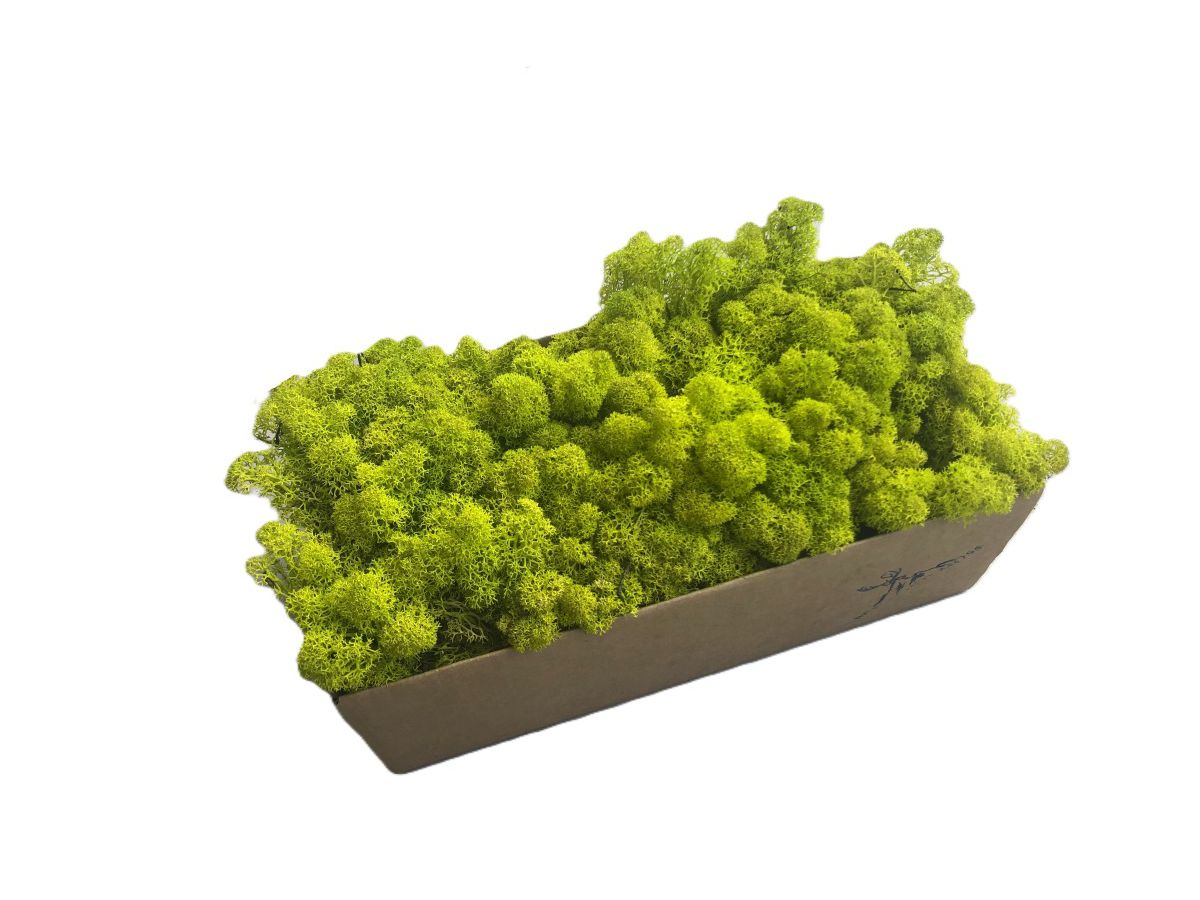 Mech Reniferowy Oczyszczony PREMIUM 500g - Mech Chrobotek Jasnozielony