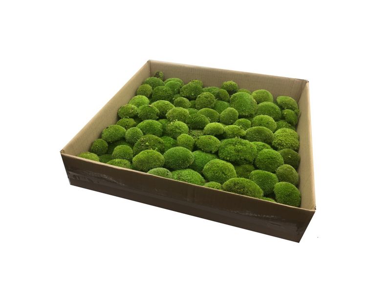 Mech PODUSZKOWY SZWEDZKI PREMIUM Średniozielony 0,5m2