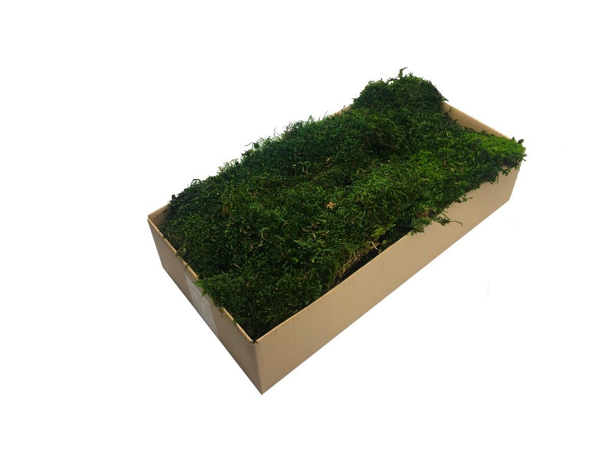 Mech Płaski Dekoracyjny PREMIUM 200g Netto ~0,2 m2 Ciemnozielony