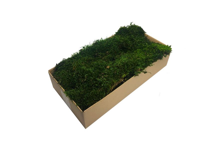 Mech Płaski Dekoracyjny PREMIUM 200g Netto ~0,2 m2 Ciemnozielony