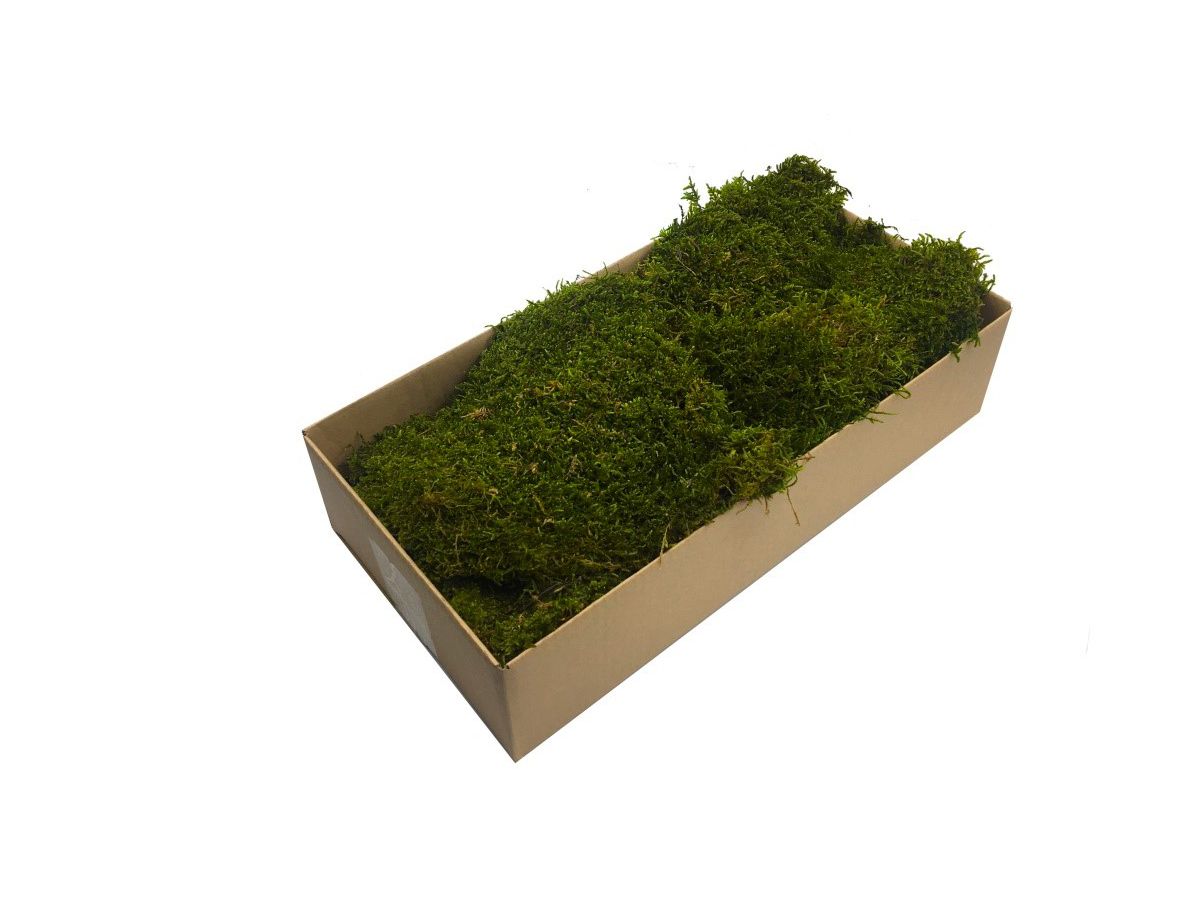 Mech Płaski Dekoracyjny PREMIUM 200g Netto ~0,2 m2 Jasnozielony