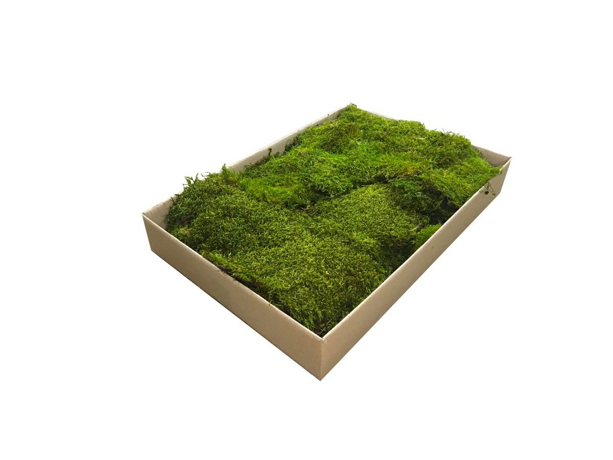 Mech Płaski Dekoracyjny PREMIUM 1m2 Jasnozielony