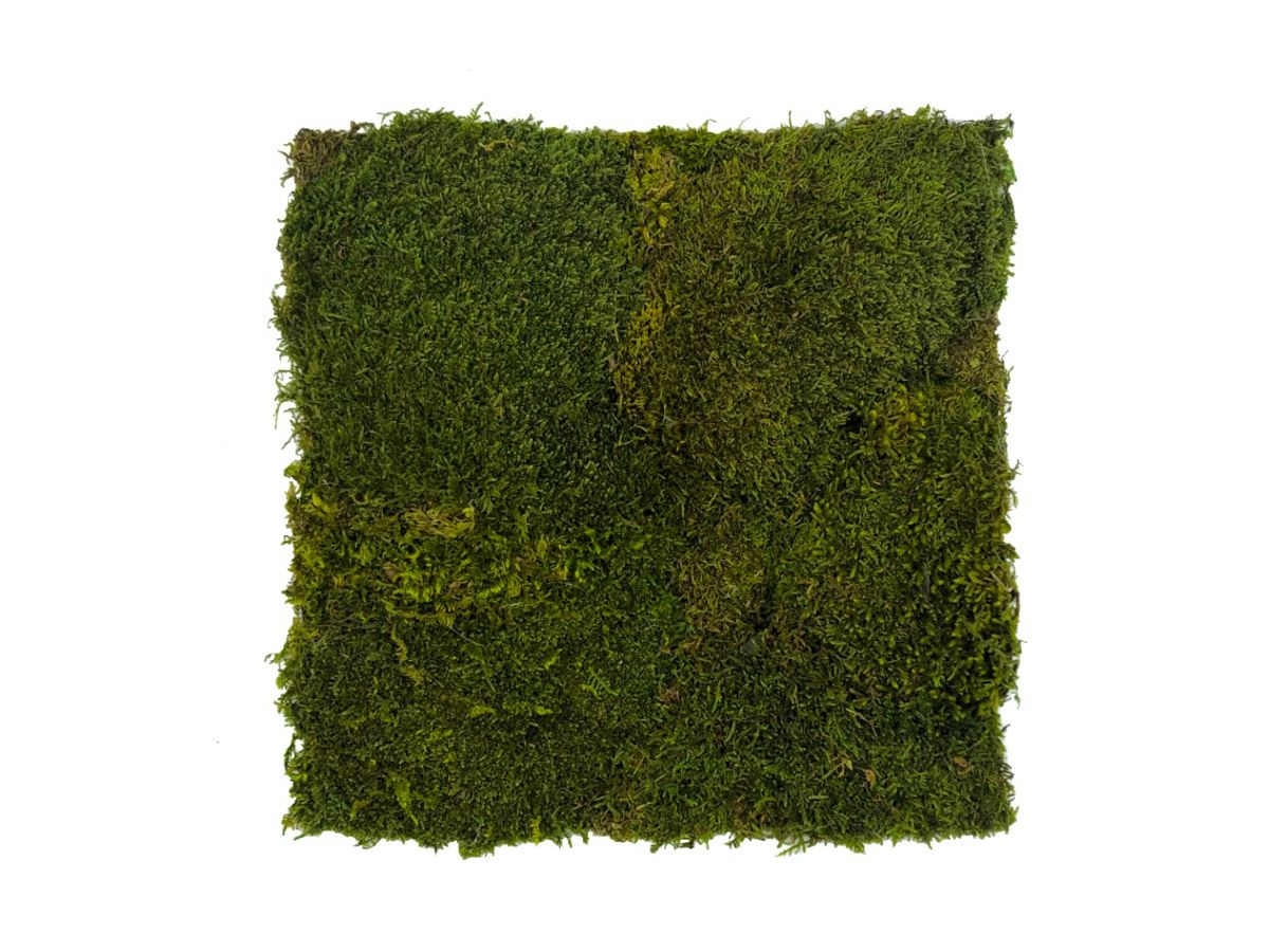 Panel z Mchu Płaskiego 50x50cm Jasnozielony