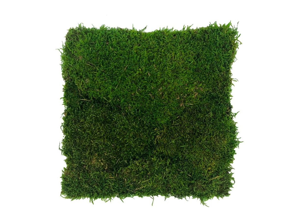 Panel z Mchu Płaskiego 50x50cm Średniozielony