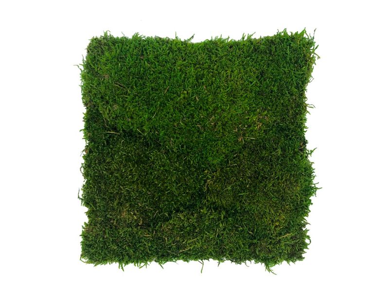 Panel z Mchu Płaskiego 50x50cm Średniozielony