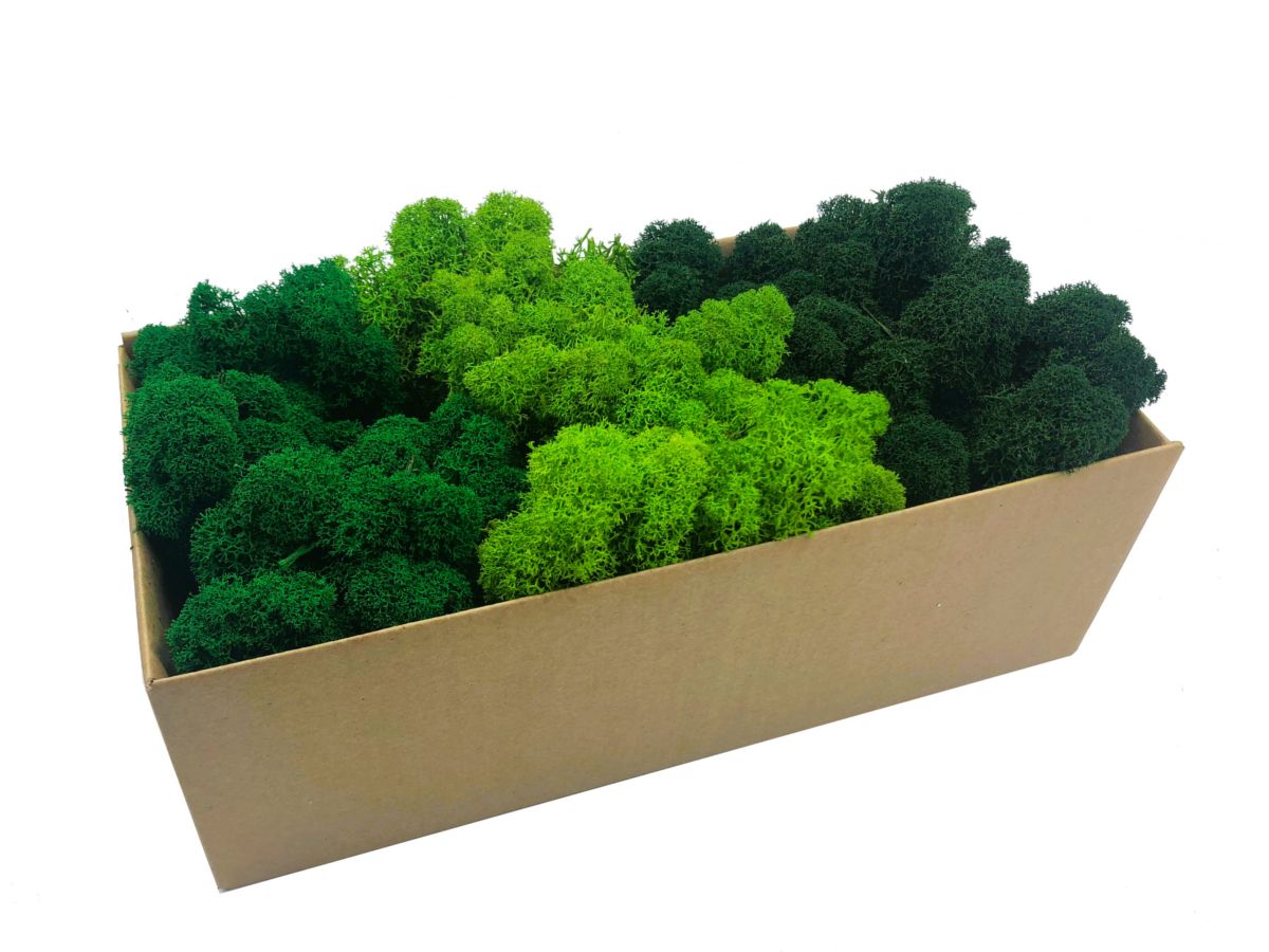 Mech Chrobotek / Reniferowy Fiński Oczyszczony PREMIUM 500g, MIX 3 Kolorów