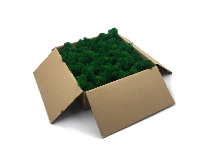 Mech Chrobotek / Reniferowy Fiński Oczyszczony PREMIUM 500g, Średniozielony - Medium Green