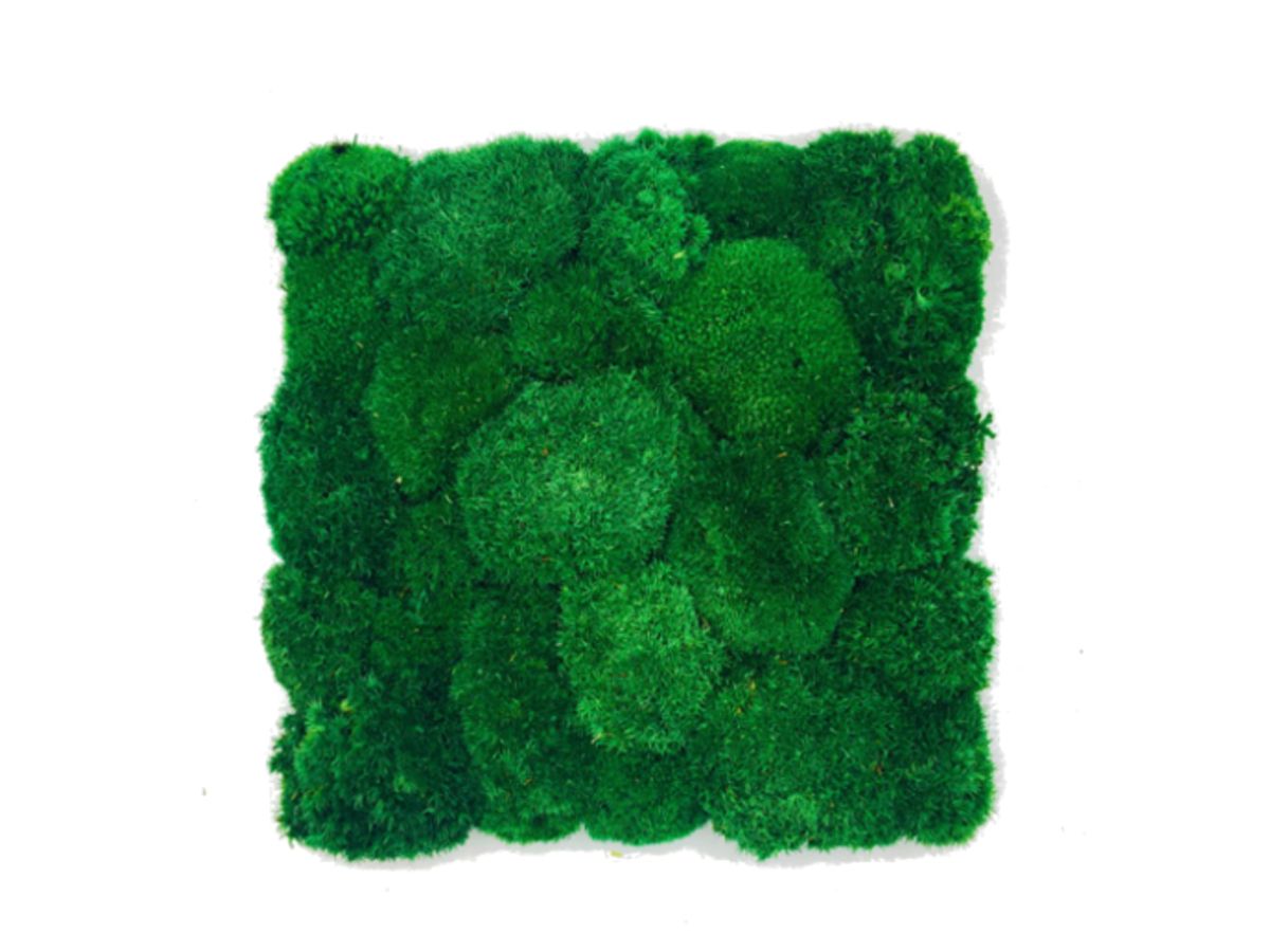 Panel z Mchu Poduszkowego 50x50cm Ciemnozielonego