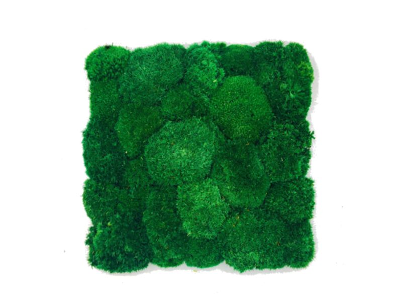 Panel z Mchu Poduszkowego 50x50cm Ciemnozielonego