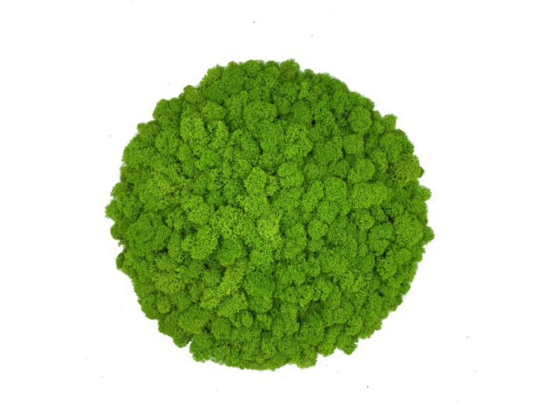 Panel Okrągły z Mchu Reniferowego PREMIUM, Wyspa z Mchu Chrobotka – Kolor Spring Green ( Jasnozielony), Średnica 32 cm