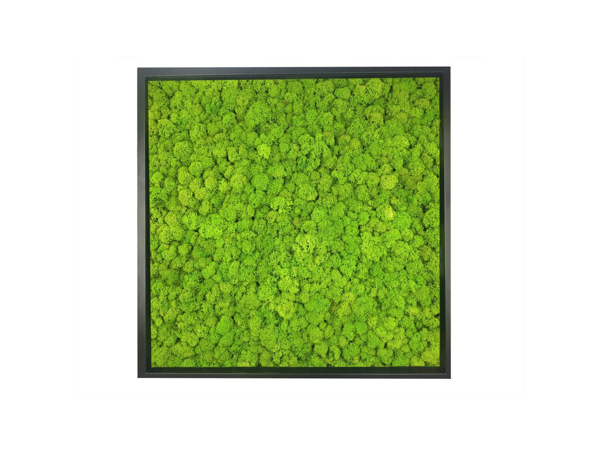 Obraz z Mchu Reniferowego/ Mchu Chrobotka w  Ramie 52x52cm