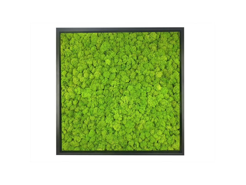 Obraz z Mchu Reniferowego/ Mchu Chrobotka w  Ramie 52x52cm