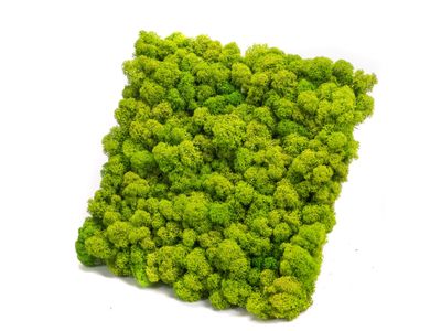 Panele i ściany z mchu