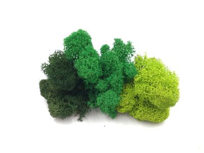 Mech Reniferowy/ Mech Chrobotek