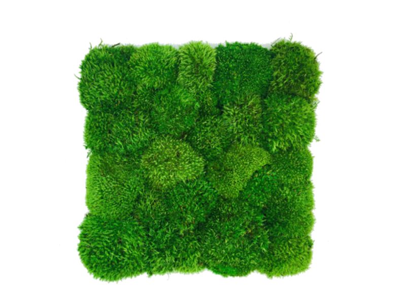 Panel z Mchu Poduszkowego 50x50cm Średniozielony