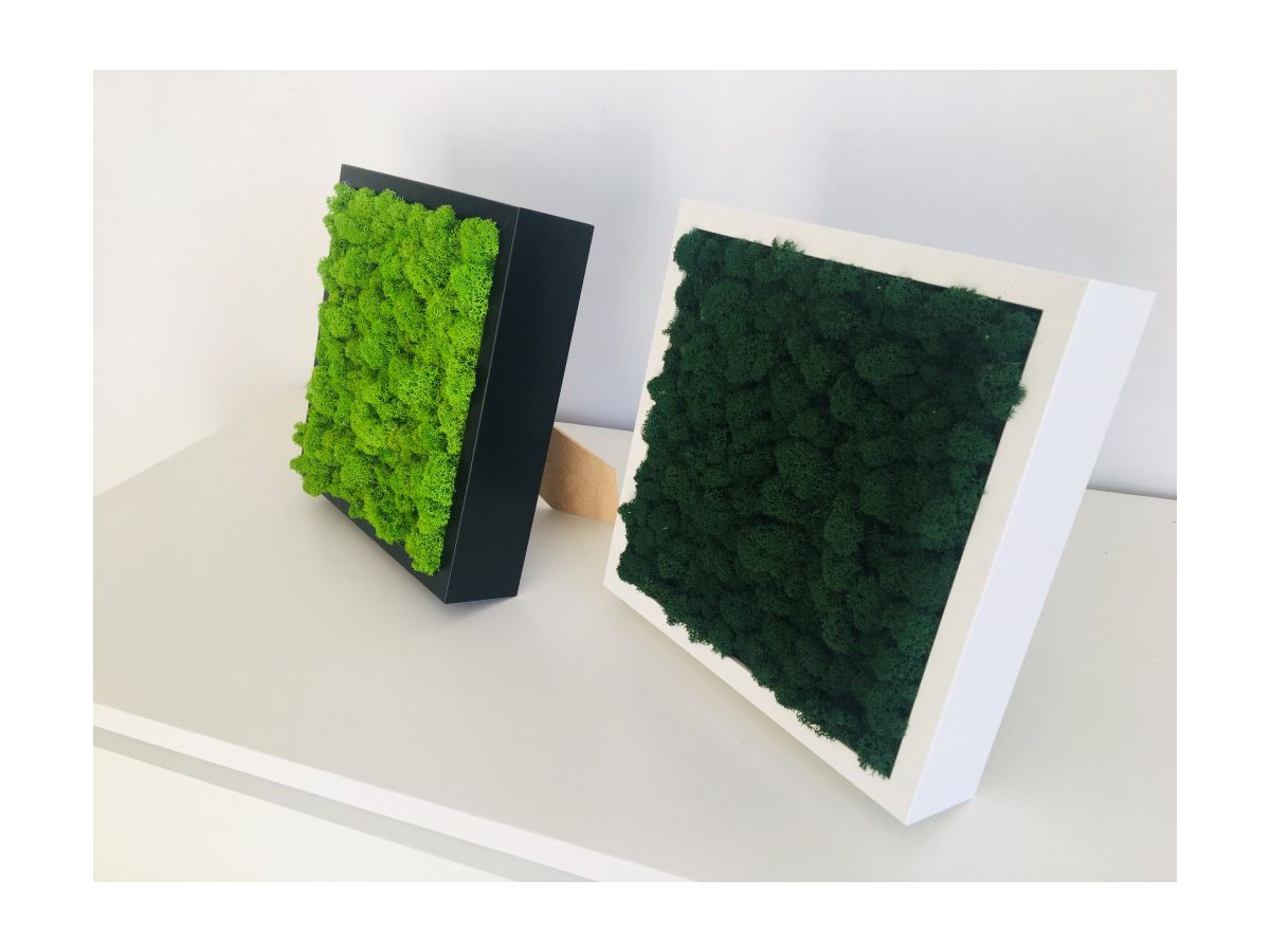 Obraz z Mchu Reniferowego/ Mchu Chrobotka w Białej Ramie 27x27cm