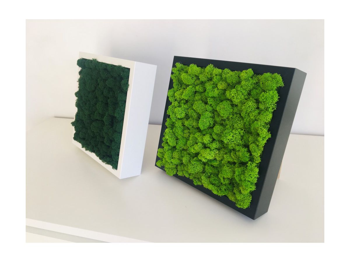 Obraz z Mchu Reniferowego/ Mchu Chrobotka w Czarnej Ramie 27x27cm