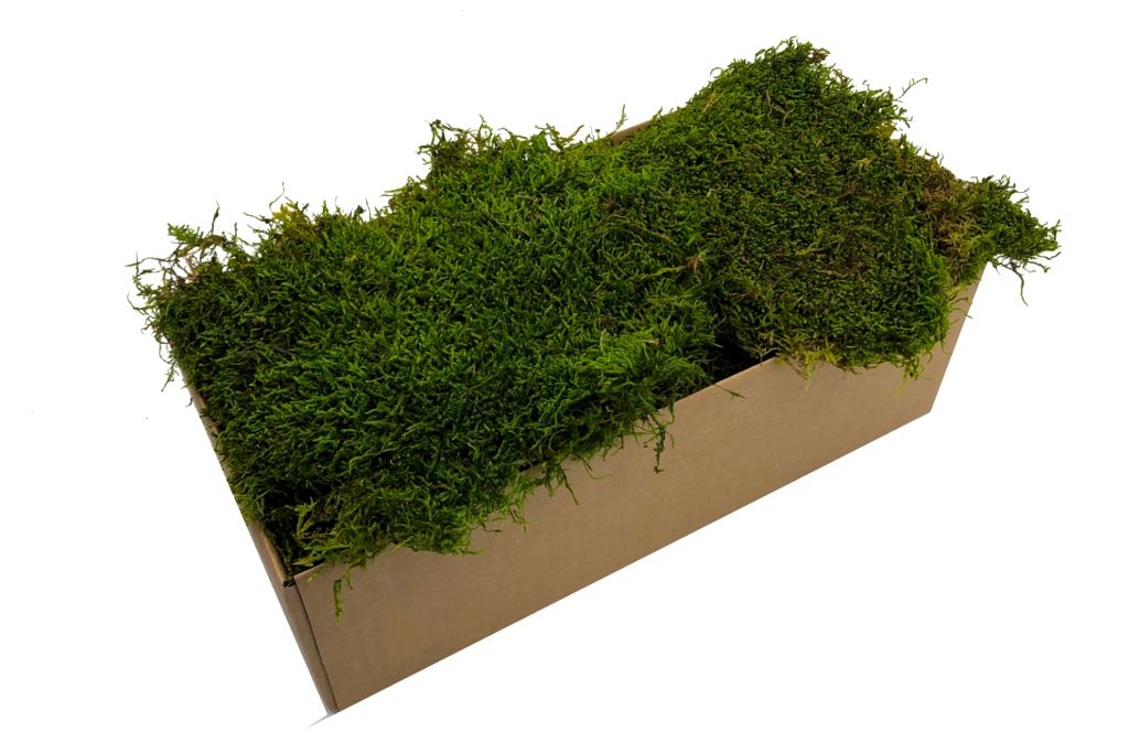 Mech Płaski Jasnozielony