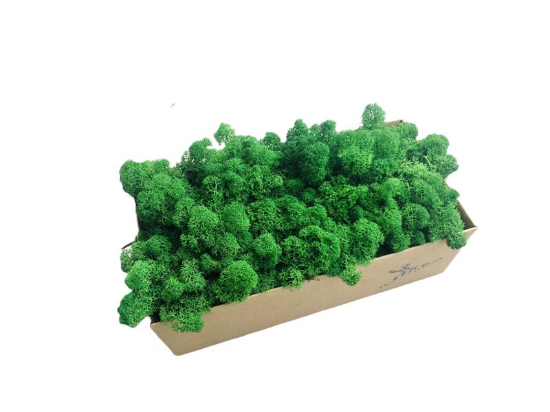 Mech Reniferowy Oczyszczony Średnio zielony 