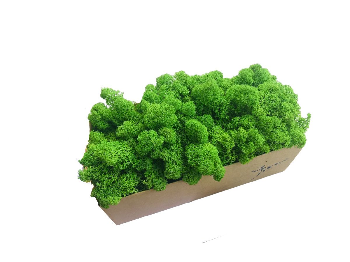 Mech Reniferowy Oczyszczony PREMIUM 500g - Mech Chrobotek Limonkowy