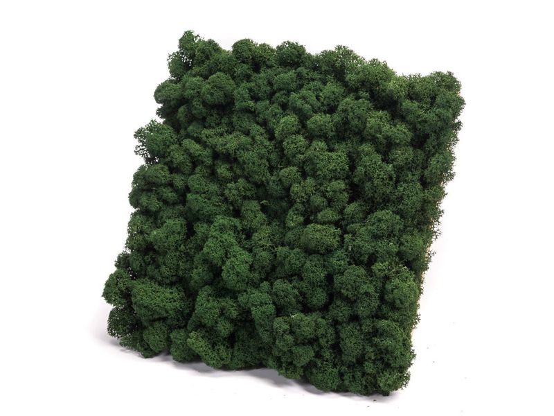 Panel z Mchu Reniferowego/ Mchu Chrobotka 50x50cm Ciemnozielony