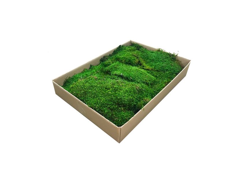 Mech Płaski Dekoracyjny PREMIUM 1m2 Średniozielony