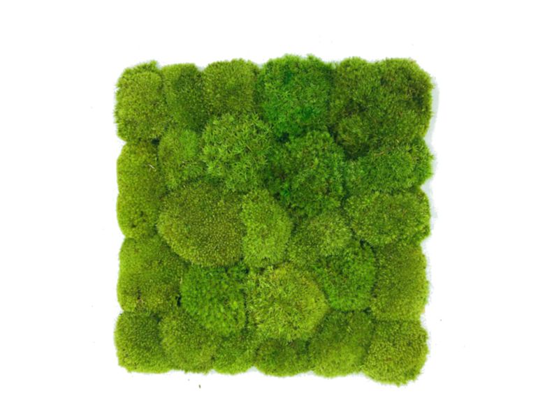 Panel z Mchu Poduszkowego 50x50cm Jasnozielonego
