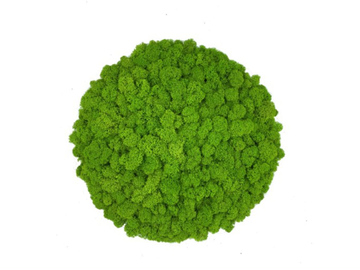 Panel Okrągły z Mchu Reniferowego PREMIUM, Wyspa z Mchu Chrobotka – Kolor Spring Green ( Jasnozielony), Średnica 52 cm