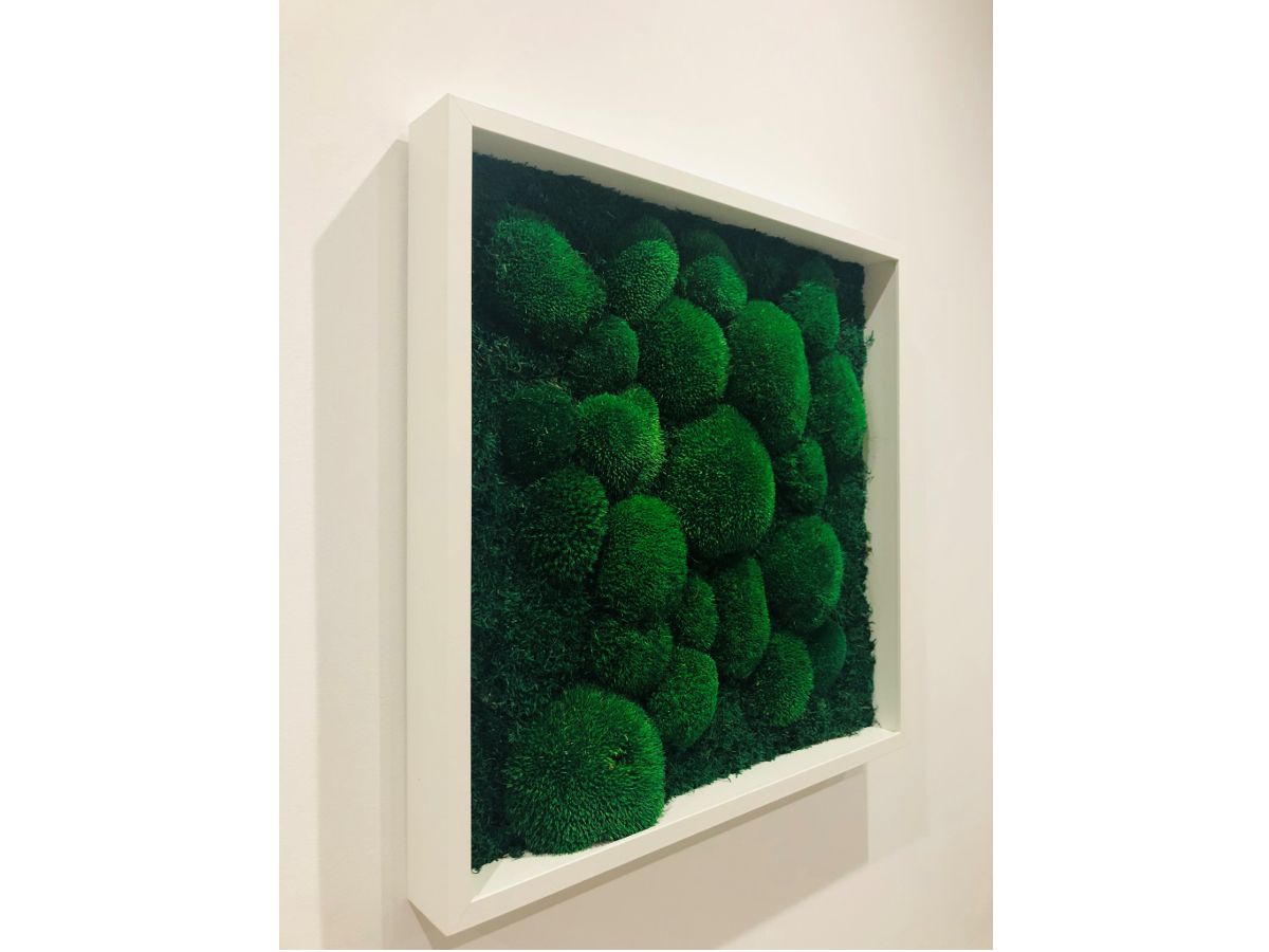 Obraz z Mchu Poduszkowego i Płaskiego w ramie 52x52 cm.