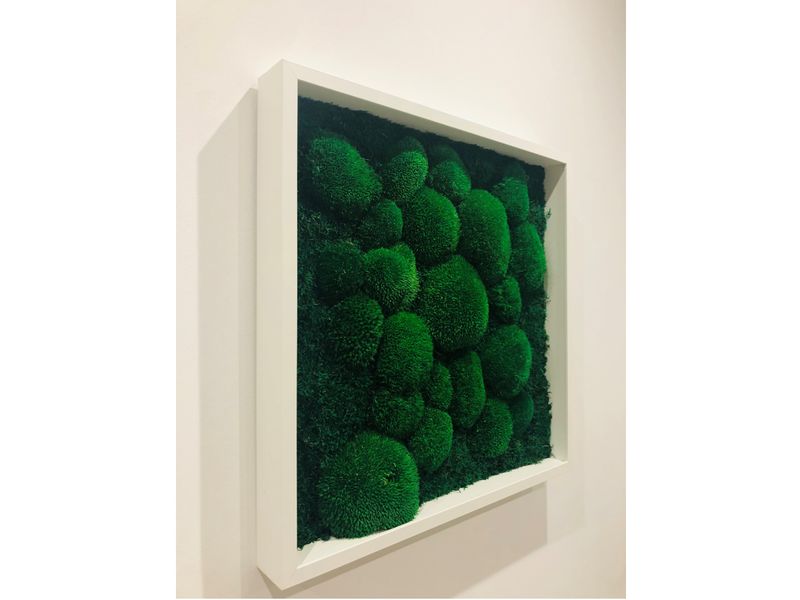 Obraz z Mchu Poduszkowego i Płaskiego w ramie 52x52 cm.