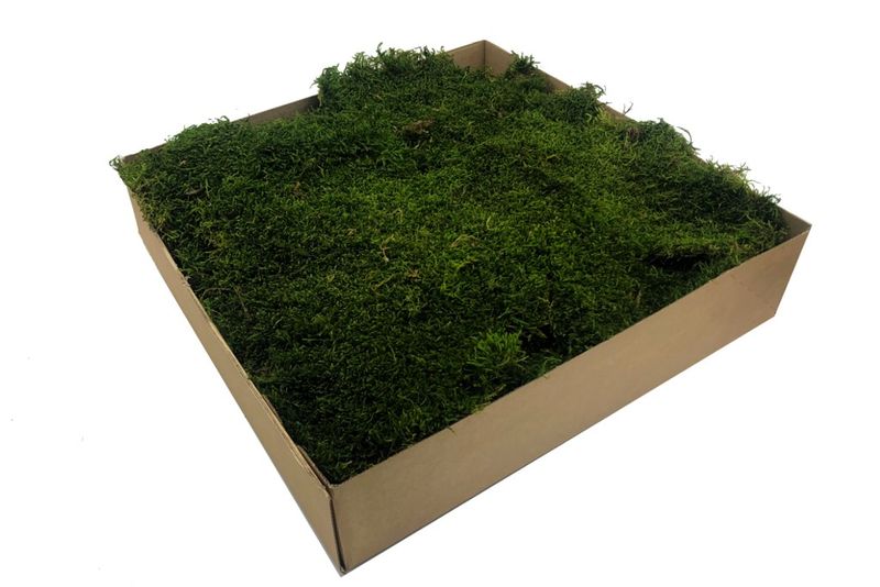 Mech Płaski Szwedzki Premium Średnio Zielony Karton 1 m2