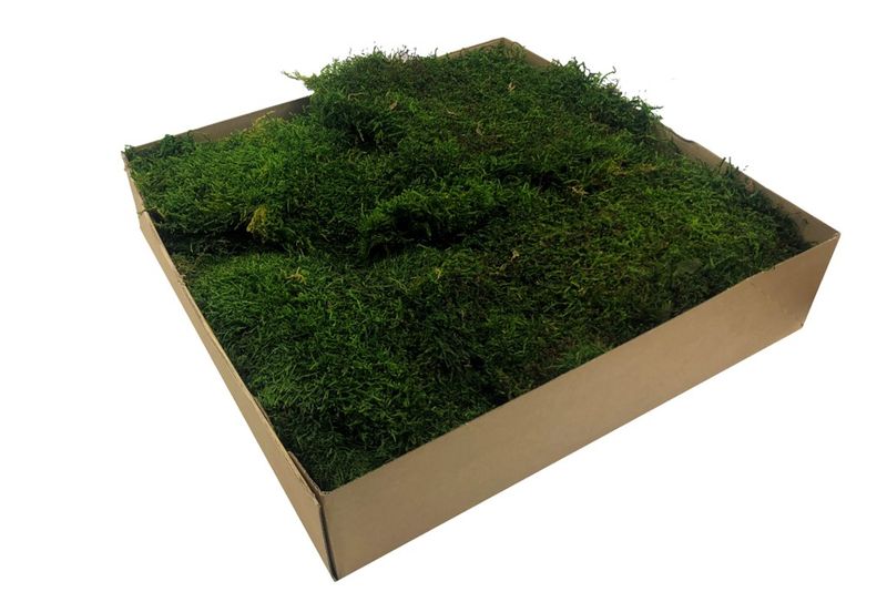 Mech Płaski Szwedzki Premium Ciemno Zielony Karton 1 m2