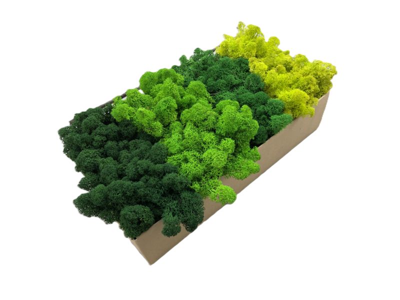 Mech Reniferowy Oczyszczony PREMIUM 500g - Mech Chrobotek Mix 4 Kolorów