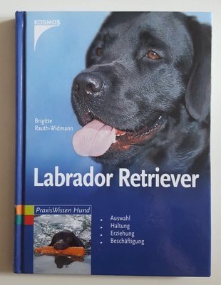 Labrador Retriever Kosmos