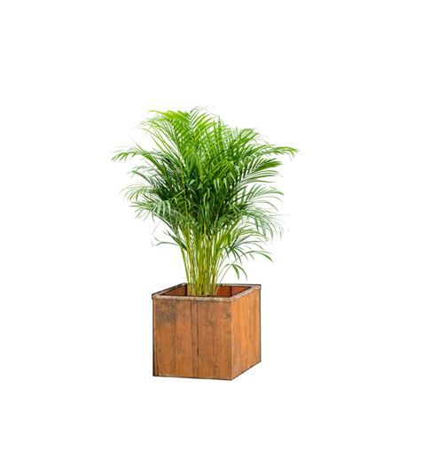 Areca in houten lage bak