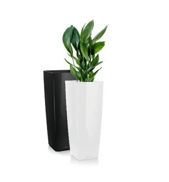 Aspidistra in vaas H105 - 200-220 cm