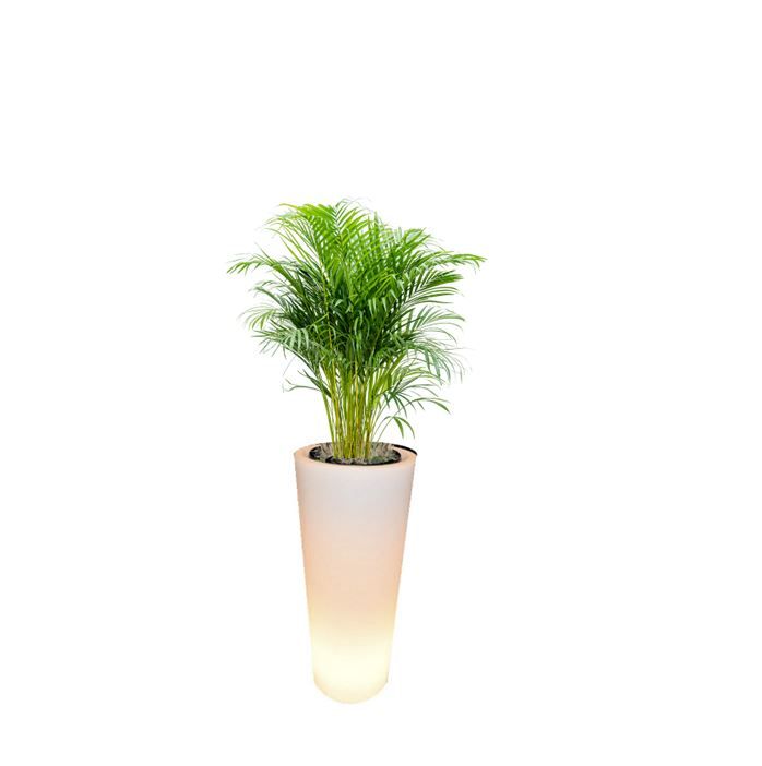 Areca in verlichte vaas