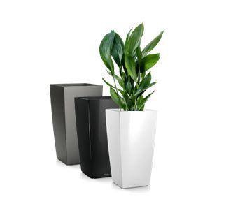 Aspidistra in vaas H75 - 180-200 cm