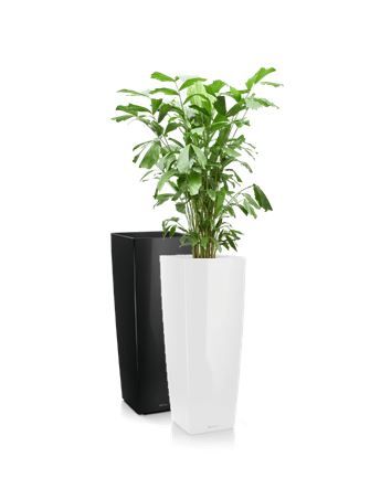 Caryota in vaas H105 - 200-220 cm