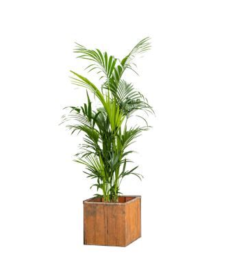 Kentia in houten bak - 190-210 cm