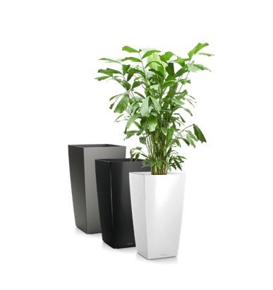 Caryota in vaas H75 - 180-200 cm