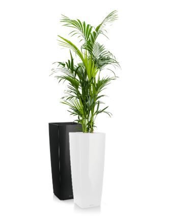 Kentia in vaas H105 - 275-300 cm