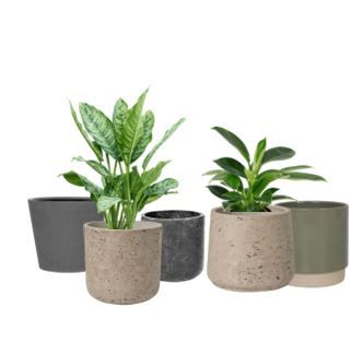 Mix kleine plantjes in mix natuurlijk potje - PER STUK