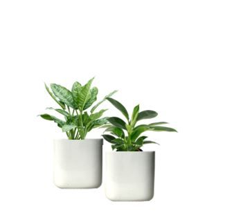 Mix kleine plantjes in wit potje - PER STUK