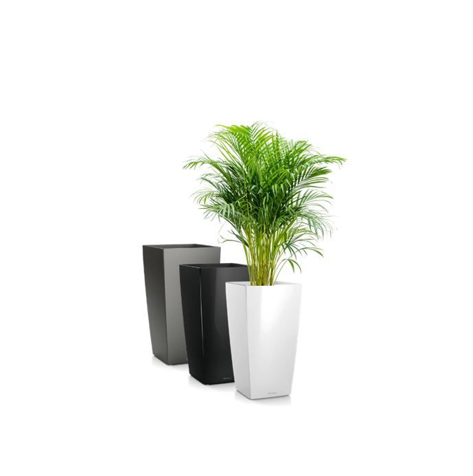 Areca in vaas H75